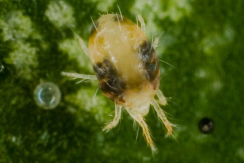 Two Spotted Mite
